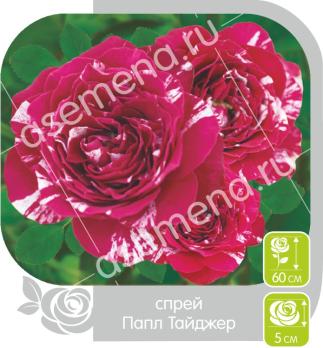Роза Папл Тайджер - спрей/50-60см/малиновая