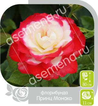 Роза Принц Монако - флорибунда/70-80см/ослепительно-яркая,меняющаяся по мере раскрытия