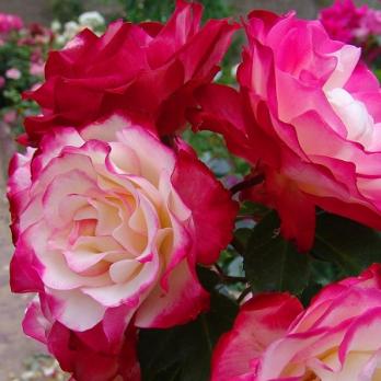 Роза Принц Монако - флорибунда/70-80см/ослепительно-яркая,меняющаяся по мере раскрытия