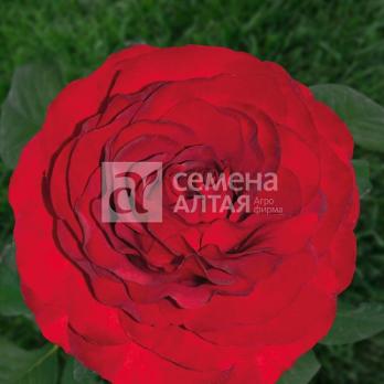 Роза Роял Баккара - чайно-гибридная/90см/бархатистая/темно-бордовая (шт)
