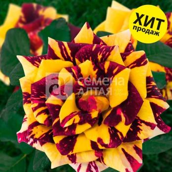 Роза Симсалабим - флорибунда/100см/махровая/светло-желтая с бордовыми штрихами