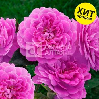 Роза Сиреневый Дождь - шраб/60-150см/густомахровая фиолетовая