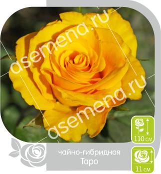 Роза Таро - чайно-гибридная/100-120см/яично-желтая