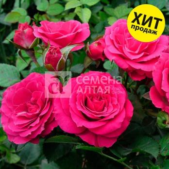 Роза ХиХо - спрей/1м/махровая/карминно-розовая