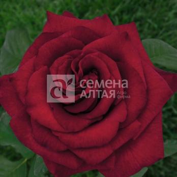 Роза Черная Магия - чайно-гибридная/1,2м/бархатная/темно-гранатовая