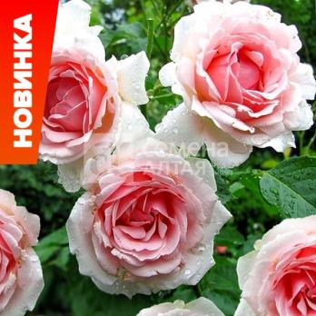 Роза Баллада - шраб/60-70см/светло-розовая