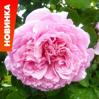 Роза Бьенвеню - плетистая(клаймбер)/250-300см/махровая