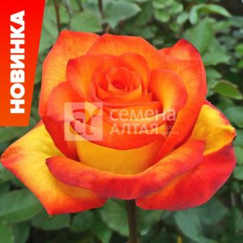Роза Голден Меджик - чайно-гибридная/120-150см/густомахровая/желто-красная