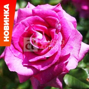Роза Интрига - чайно-гибридная/120-175см/пурпурно-сливовая