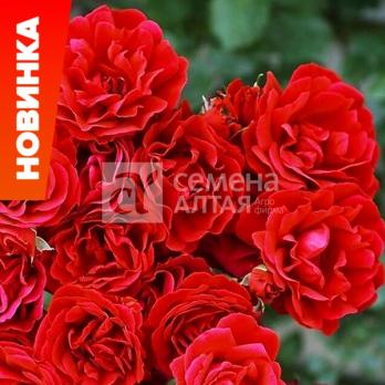 Роза Симпати - плетистая(клаймбер)/200-300см/насыщенно-красная