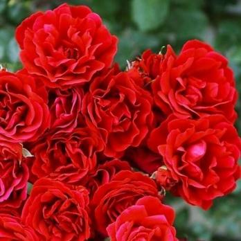 Роза Симпати - плетистая(клаймбер)/200-300см/насыщенно-красная