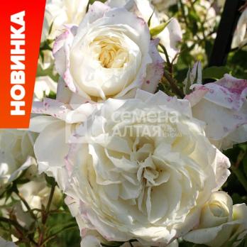 Роза Фьюче - клаймбер /180-200см/густомахровая/кремовая