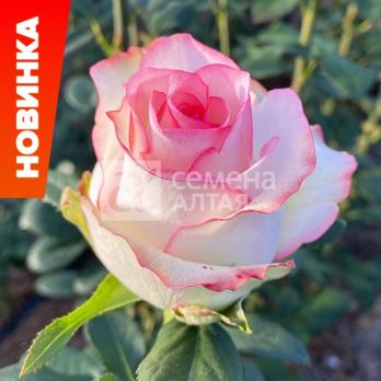 Роза Джумилия - чайно-гибридная/100-120см/градиентная окраски с румяным краем