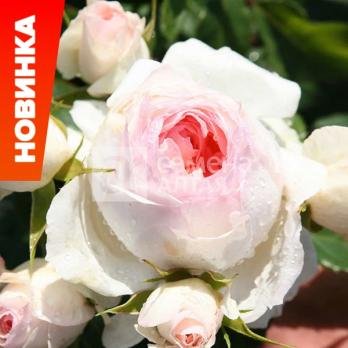 Роза Пина Бауш - шраб (кустовая)/60-70см/перламутрово-белая с розовым оттенком