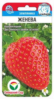 АКЦИЯ!!! Земляника Женева 10шт /крупноплодный сорт /12.25