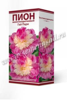 Пион Гей Пари (1шт) молочноцветковый 100см 2-3