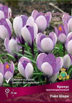 Крокус крупноцветковый Уэйл Шарк 7/8 10 15см
