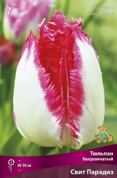 Тюльпан бахромчатый Свит Парадиз 11/12 7 50см