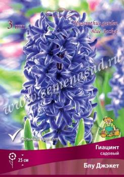Гиацинт садовый Блу Джэкет 15/16 (3шт)