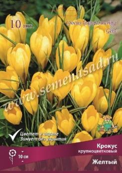 Крокус крупноцветковый Биг Йеллоу 7/8 (10шт) 15см