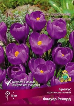 Крокус крупноцветковый Флауер Рекорд 7/8 10 15см