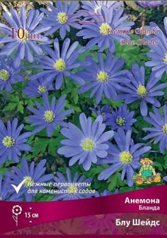 Анемона бланда Блу Шейдс 5/6 10 15-20см
