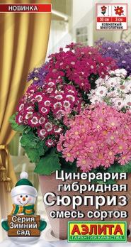 Цинерария Сюрприз 30шт гибридная смесь сортов сер.Зимний сад /комнатные