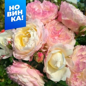 Роза Андре Брише - флорибунда/90-100см/кремовая середина и розовые края