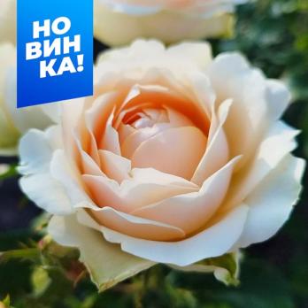 Роза Гравитация - чайно-гибридная /80-100см/светло-салатовая с персиково-оранжевой серединкой,