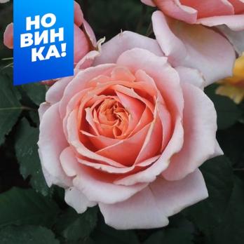 Роза Поль Бокюз - шраб/120-150см/розового цвета с оранжевым оттенком