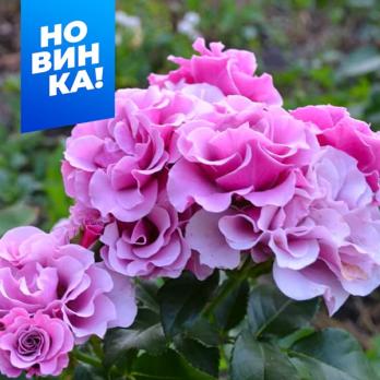 Роза Санта Барбара - экзотика (спрей)/60-80см/розово-лиловая