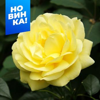 Роза Эмиль Нольде - шраб/90-100см/ярко-желтая