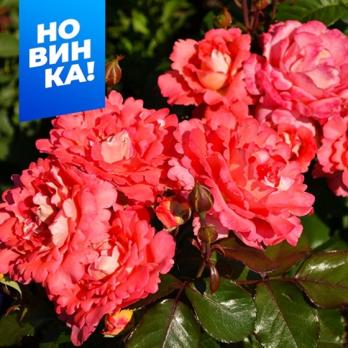 Роза Вайкики - грандифлора/60-70см/коралловый оттенок