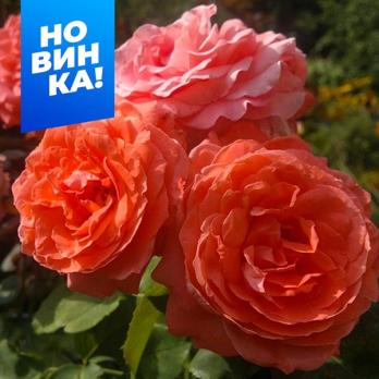 Роза Ди Ди Бриджуотер - плетистая(клаймбер)/200-215см/карминово-розовая