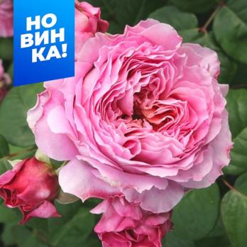 Роза Айсфогель - чайно-гибридная/80-120см/хамелеон/розовая-сиреневая-лиловая