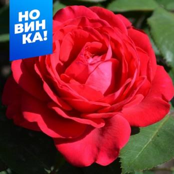 Роза Доминика - чайно-гибридная/40-50см/красная