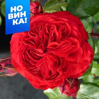 Роза Инзел Майнау - флорибунда (кустовая)/40-50см/тёмно-красная