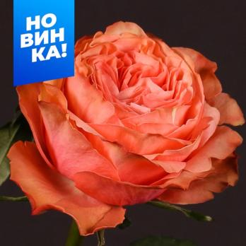 Роза Кахала - чайно-гибридная/80см/персиковый и коралловый цвет