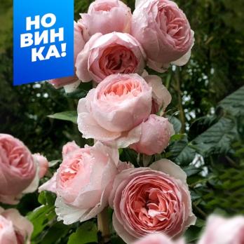 Роза Ля Роз Оптимист - чайно-гибридная/70-80см/фарфорово-розовая окраска