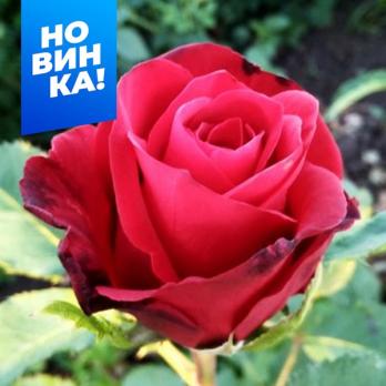 Роза Селена - чайно-гибридная/100-110см/кроваво-красная