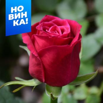 Роза Шангри Ла - чайно-гибридная/110-120см/вишнёво-красная, малиновая