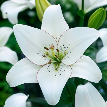 Лилия Айлинер 3шт ЛА-гибрид