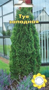 Туя западная 0,1г (дер/куст) срок:12.2019г. (Б.Полянка)