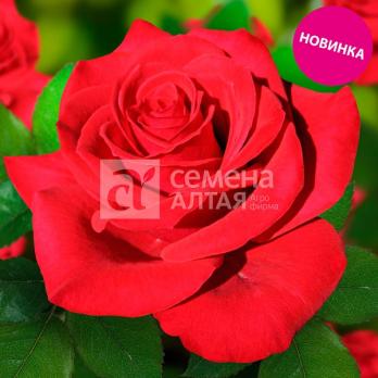 Роза Самурай - чайно-гибридная/80-100см/красная 