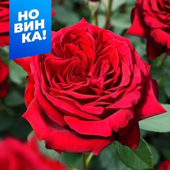 Роза Ботеро - чайно-гибридная/90-110см/красно-малиновая густомахровая