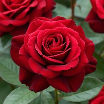 Роза Гладиатор - чайно-гибридная/от темно-красной до пурпурной окраски