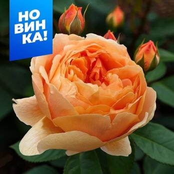 Роза Каралуна - чайно-гибридная/70-80см/оранжево-золотистая окраска