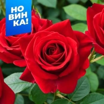 Роза Кисс Кордана - спрей/40-60см/вишнево-красная