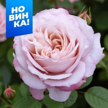 Роза Розенфасцинацион - флорибунда/90-100см/розово-лавандовая окраска