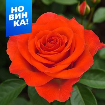 Роза Спутник - чайно-гибридная/80-120см/яркая оранжево-красная